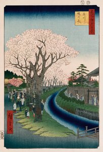 „Kwiaty wiśni, nabrzeże rzeki Tama” autorstwa Ando or Utagawa Hiroshige