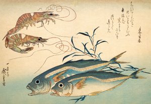 Japońska Makrela i Japońska Krewetka Tygrysia (kolorowy drzeworyt) autorstwa Ando or Utagawa Hiroshige