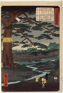 Sosna Miyuki (kolorowy drzeworyt) autorstwa Ando or Utagawa Hiroshige