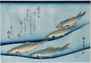 Pstrąg”, z cyklu „Kolekcja ryb” autorstwa Ando or Utagawa Hiroshige