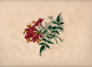 Lilie (kolorowy grawerunek) autorstwa André Limot