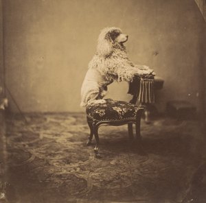 [Pudel cesarzowej Eugenii], lata 50. XIX wieku. autorstwa Andre Adolphe Eugene Disderi