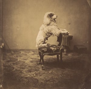 [Pudel cesarzowej Eugenii], lata 50. XIX wieku. autorstwa Andre Adolphe Eugene Disderi