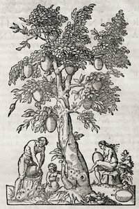 Drzewo chlebowe, rycina Andre Thevet (1504-1592), Paryż, Francja autorstwa Andre Thevet