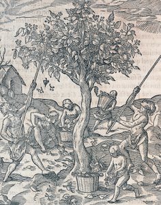 Zbiór pieprzu na wyspie Jawa, rycina z Uniwersalnej kosmologii Andre Theveta (1504-1592), Paryż autorstwa Andre Thevet