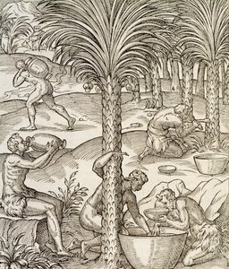 Mieszkańcy Wysp Zielonego Przylądka przyrządzający napoje z palm, rycina z Uniwersalnej kosmologii, Andre Thevet (1504-1592), Paryż, Afryka, 1575 autorstwa Andre Thevet
