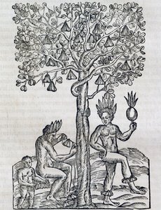 Owoc Nana, tropikalna roślina lecznicza, rycina z Universal Cosmology, Andre Thevet (1504-1592), Paryż