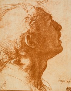 Mężczyzna Głowa autorstwa Andrea del Sarto