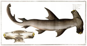 Hammerhead Shark (Balance Fish), wydany przez Black, c.1790 (druk)