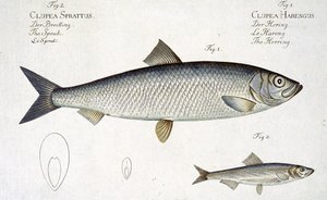 Śledź (Clupea Harengus) (ryc. 1) i szprot (Clupea Sprattus) talerz XXIX z 