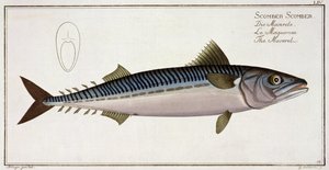 Makrela (Scomber Scomber) tablica LIV z "Ichthyologie, ou histoire naturelle generale et particuliere des poissons", autor Marcus Elieser Bloch (1723-99), rytował Gabriel Bodenehr (1673-1766), wyd. autorstwa Andreas-Ludwig Kruger