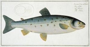 Łosoś (Salmo Salar) tablica XX z "Ichthyologie, ou histoire naturelle generale et particuliere des poissons", autorstwa Marcusa Eliesera Blocha (1723-99), z rycinami Gabriela Bodenehra (1673-1766), opublikowana ok.
