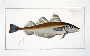 Witlinek (Gadus Merlangus) tabliczka LXV z 