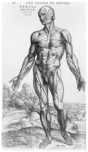 Studium anatomiczne, ilustracja z „De Humani Corporis Fabrica” Andreasa Starra (1514-64) Bazylea, 1543