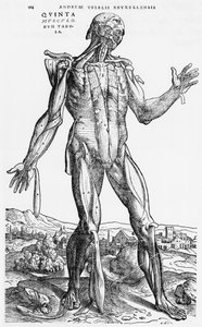 Studium anatomiczne, ilustracja z „De Humani Corporis Fabrica” Andreasa Starra (1514-64) Bazylea, 1543