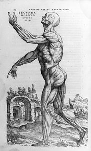 Andrea Vesalio (1514 - 1564), lekarz Karola V