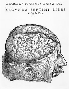 Mózg, ilustracja z „Uosobieniem ludzkiego ciała” Andreasa Starra, opublikowana w Bazylei, 1543
