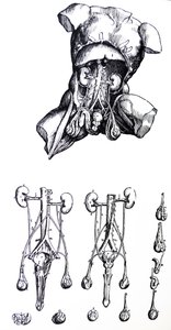 Tabliczki z piątej księgi De Humani Corporis Fabrica autorstwa Andreas Vesalius