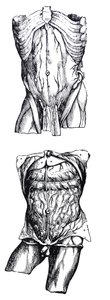 Tablice z V Księgi De Humani Corporis Fabrica autorstwa Andreas Vesalius