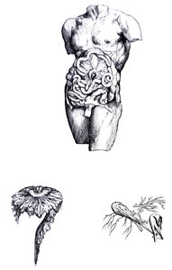 Tablice z V Księgi De Humani Corporis Fabrica autorstwa Andreas Vesalius