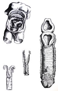 Tablice z V Księgi De Humani Corporis Fabrica autorstwa Andreas Vesalius
