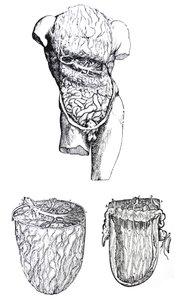 Tablice z V Księgi De Humani Corporis Fabrica autorstwa Andreas Vesalius