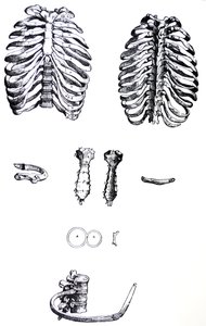 Plansze z pierwszej księgi De Humani Corporis Fabrica autorstwa Andreas Vesalius