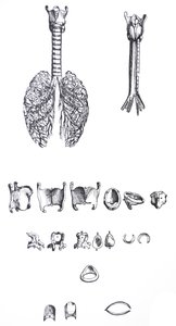 Płyty z I Księgi De Humani Corporis Fabrica autorstwa Andreas Vesalius