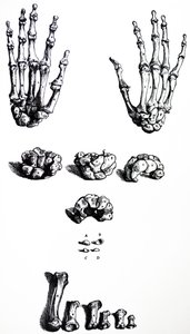 Płyty z I Księgi De Humani Corporis Fabrica autorstwa Andreas Vesalius