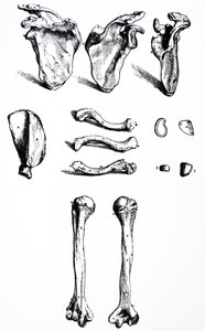Płyty z I Księgi De Humani Corporis Fabrica autorstwa Andreas Vesalius