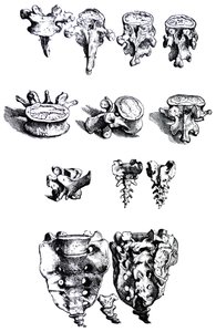 Płyty z I Księgi De Humani Corporis Fabrica autorstwa Andreas Vesalius