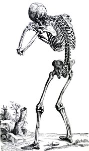 Płyty z I Księgi De Humani Corporis Fabrica autorstwa Andreas Vesalius