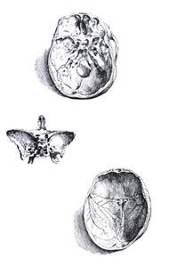 Płyty z I Księgi De Humani Corporis Fabrica autorstwa Andreas Vesalius