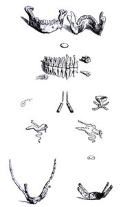 Płyty z I Księgi De Humani Corporis Fabrica autorstwa Andreas Vesalius
