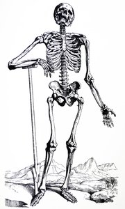 Płyty z I Księgi De Humani Corporis Fabrica autorstwa Andreas Vesalius