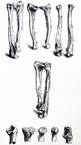 Płyty z I Księgi De Humani Corporis Fabrica autorstwa Andreas Vesalius
