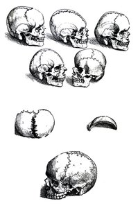 Płyty z pierwszej księgi De Humani Corporis Fabrica autorstwa Andreasa Vesaliusa (1514-1564) autorstwa Andreas Vesalius