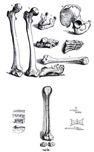 Plansze z pierwszej księgi De Humani Corporis Fabrica Andreasa Vesaliusa, (1514-1564) autorstwa Andreas Vesalius
