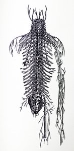 De Humani Corporis Fabricapoli-ийн 4-р номны ялтсууд autorstwa Andreas Vesalius