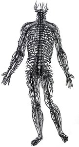 Tablice z IV Księgi De Humani Corporis Fabrica autorstwa Andreas Vesalius