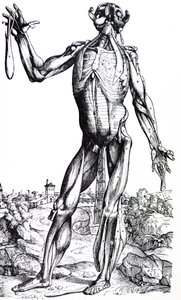 Płyty z II Księgi De Humani Corporis Fabrica autorstwa Andreas Vesalius