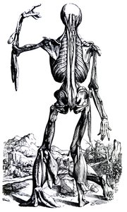 Tabliczki z drugiej księgi De Humani Corporis Fabrica autorstwa Andreas Vesalius