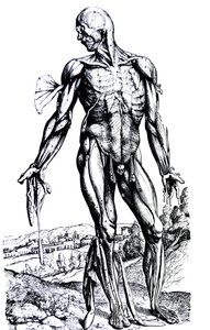 Płyty z II Księgi De Humani Corporis Fabrica autorstwa Andreas Vesalius