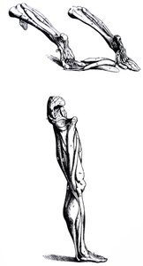 Płyty z II Księgi De Humani Corporis Fabrica autorstwa Andreas Vesalius