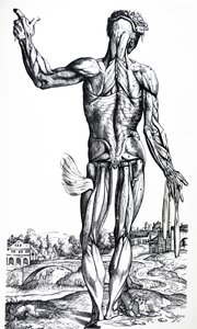 Płyty z II Księgi De Humani Corporis Fabrica autorstwa Andreas Vesalius