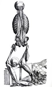Płyty z II Księgi De Humani Corporis Fabrica autorstwa Andreas Vesalius