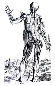 Płyty z II Księgi De Humani Corporis Fabrica autorstwa Andreas Vesalius