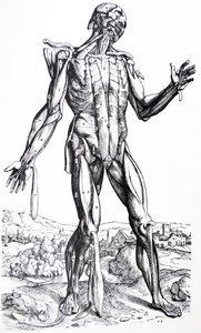 Płyty z II Księgi De Humani Corporis Fabrica autorstwa Andreas Vesalius