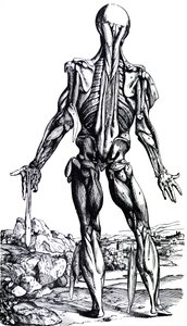 Płyty z II Księgi De Humani Corporis Fabrica autorstwa Andreas Vesalius