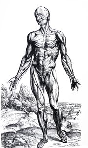 Płyty z II Księgi De Humani Corporis Fabrica autorstwa Andreas Vesalius